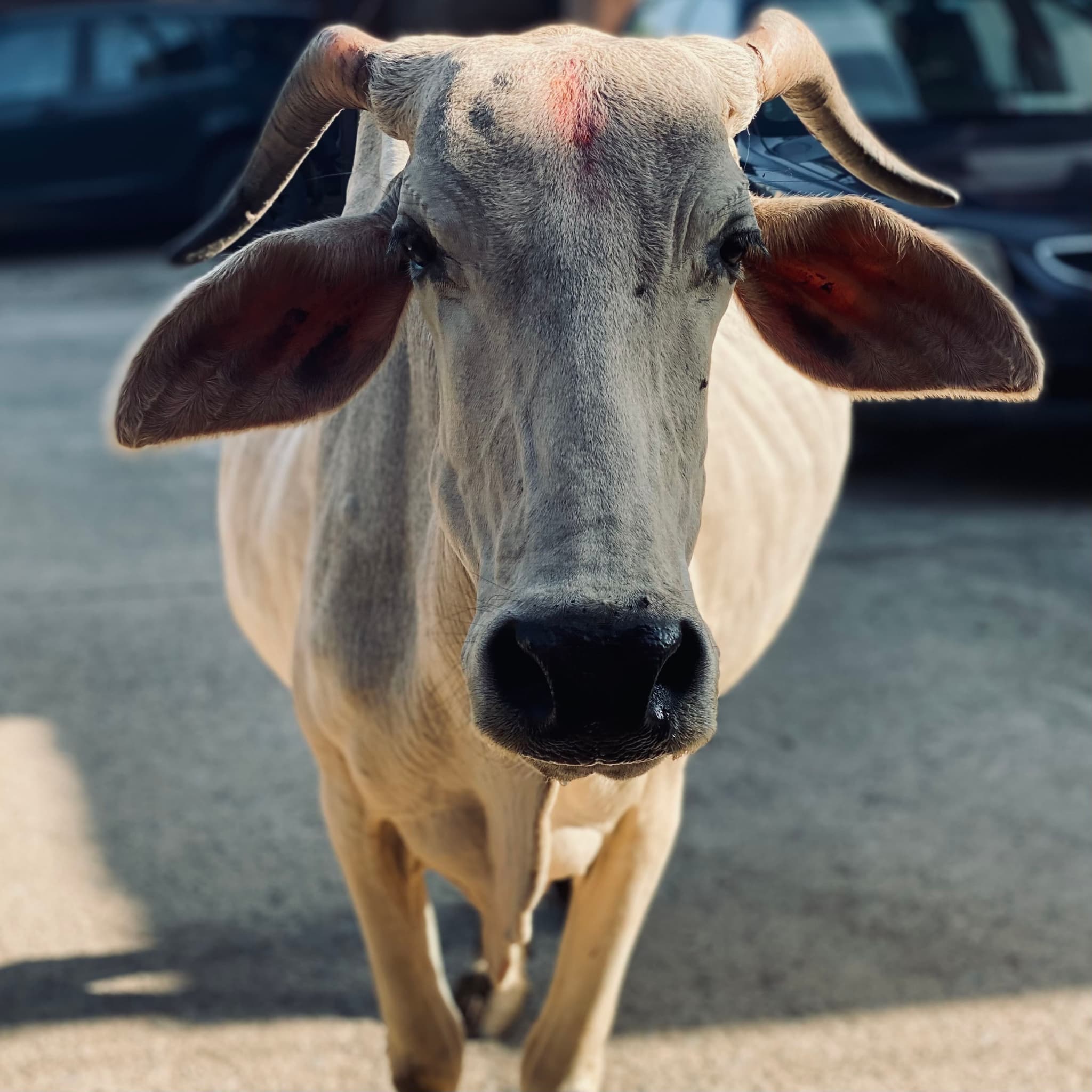 A light-colored cow with prominent ears facing the camera on a sunlit road