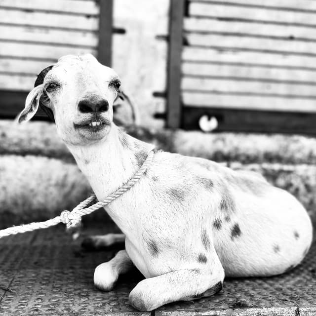 A black-and-white photograph of a spotted goat sitting on the ground, looking directly at the camera with a slight head tilt, and a rope loosely tied around its neck